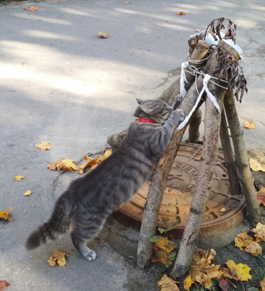 Кошки в нашей жизни. Кошки и все, что с ними связано.