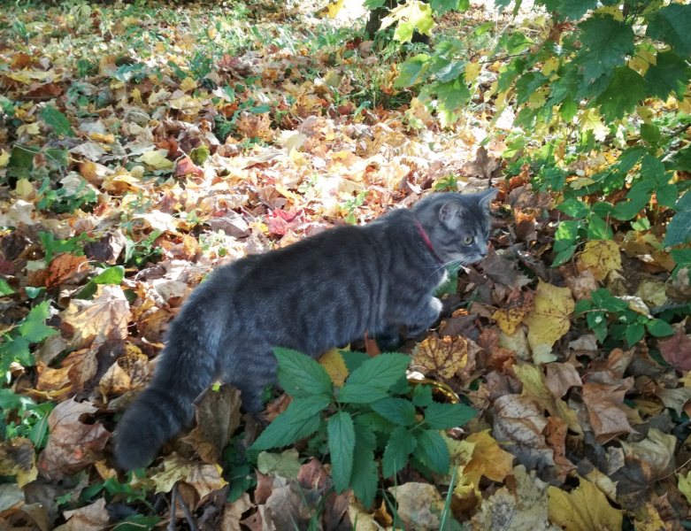 Кошки в нашей жизни. Кошки и все, что с ними связано.