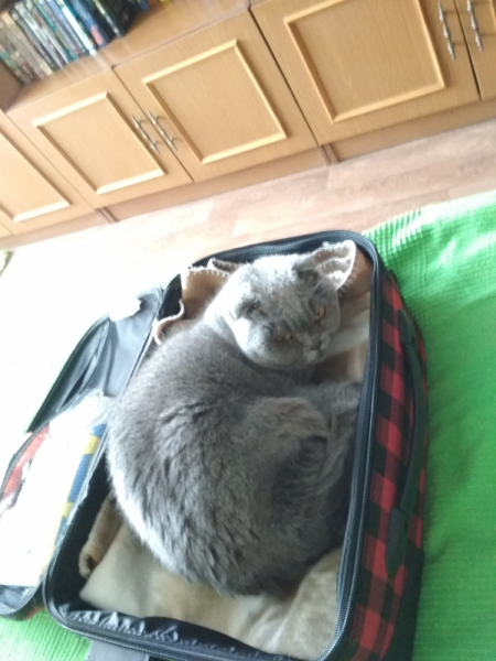 Кошки в нашей жизни. Кошки и все, что с ними связано.