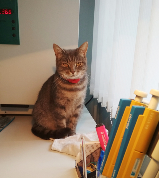 Кошки в нашей жизни. Кошки и все, что с ними связано.