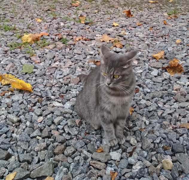 Кошки в нашей жизни. Кошки и все, что с ними связано.