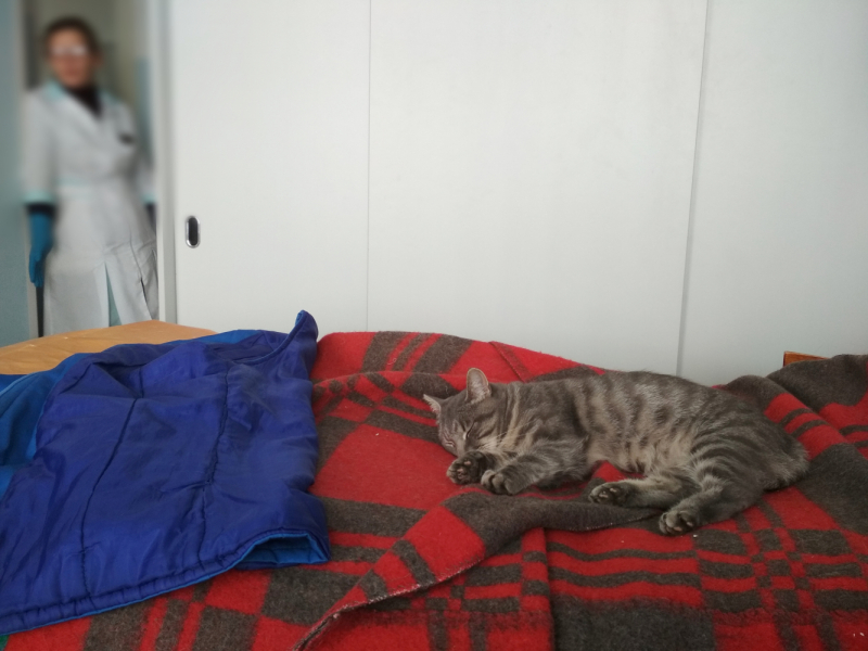 Кошки в нашей жизни. Кошки и все, что с ними связано.