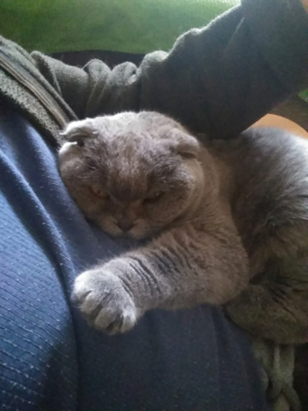 Кошки в нашей жизни. Кошки и все, что с ними связано.