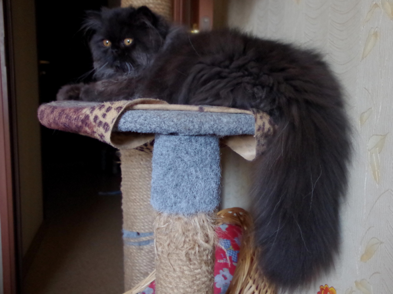 Кошки в нашей жизни. Кошки и все, что с ними связано.