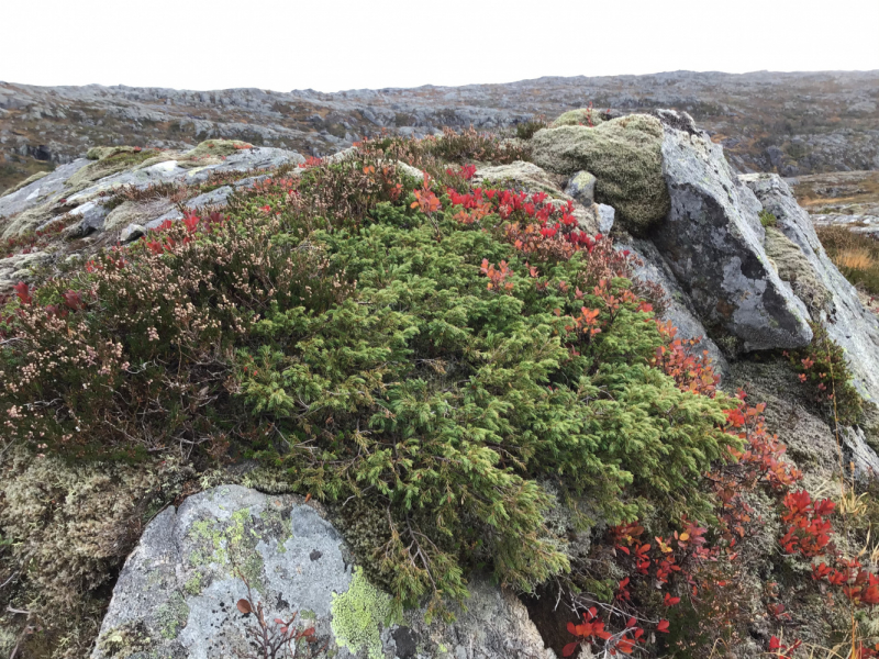 Окрестности Brønnøysund это не только Torghatten