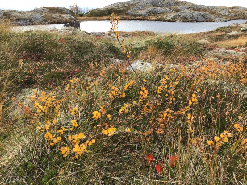 Окрестности Brønnøysund это не только Torghatten