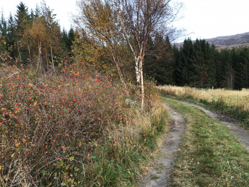 Окрестности Brønnøysund это не только Torghatten