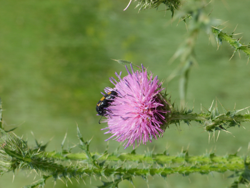 Фотографии животного мира