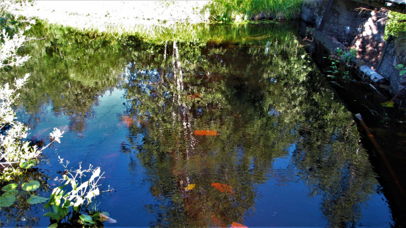 «Долго будет Карелия сниться». Июль 2020.