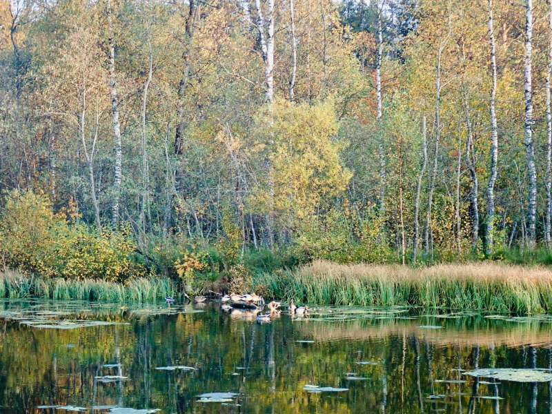 «Как я провёл этим летом» ©️ или неспешные прогулки по окрестностям Петербурга в ковидную годину