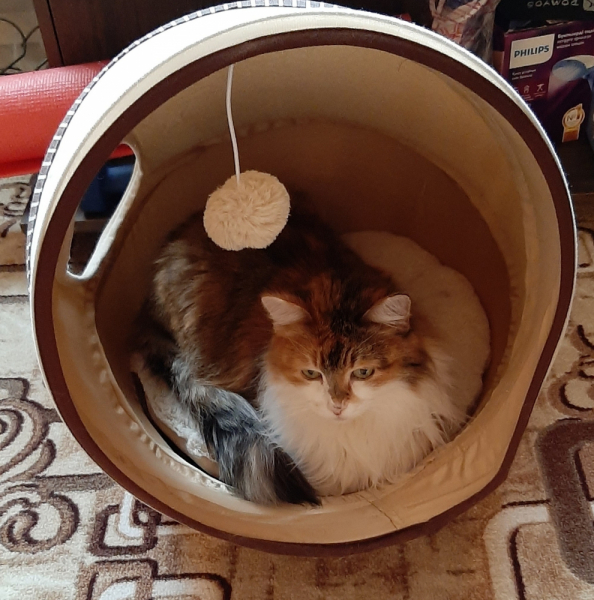 Кошки в нашей жизни. Кошки и все, что с ними связано.