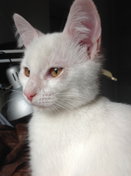 Кошки в нашей жизни. Кошки и все, что с ними связано.