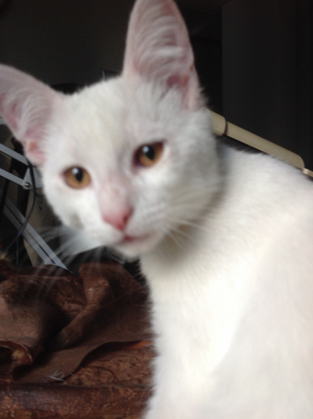 Кошки в нашей жизни. Кошки и все, что с ними связано.