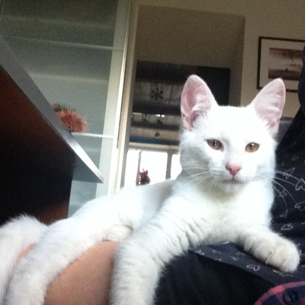 Кошки в нашей жизни. Кошки и все, что с ними связано.