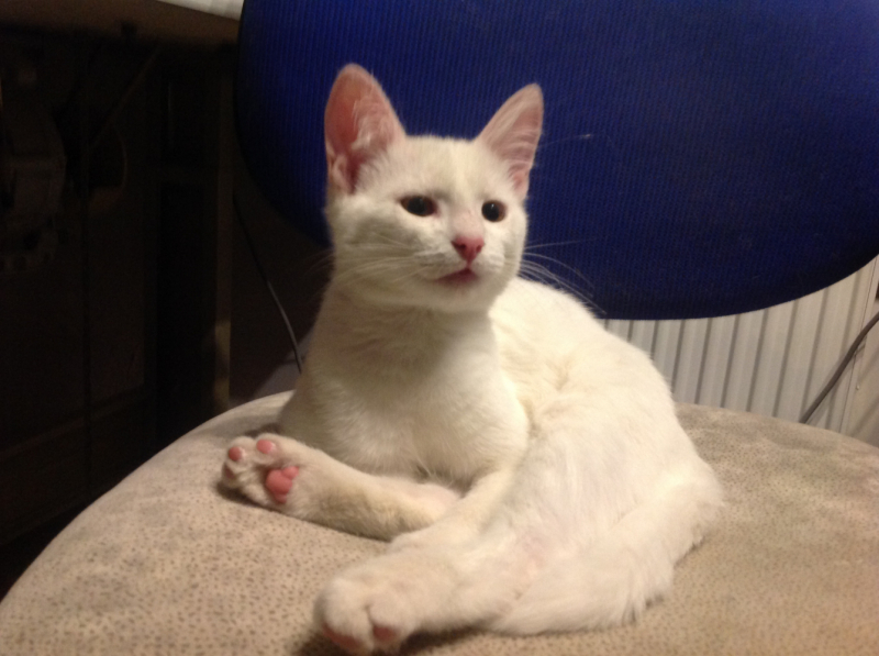 Кошки в нашей жизни. Кошки и все, что с ними связано.