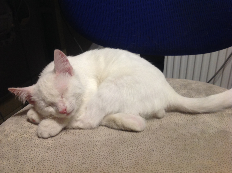 Кошки в нашей жизни. Кошки и все, что с ними связано.