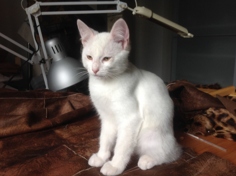 Кошки в нашей жизни. Кошки и все, что с ними связано.