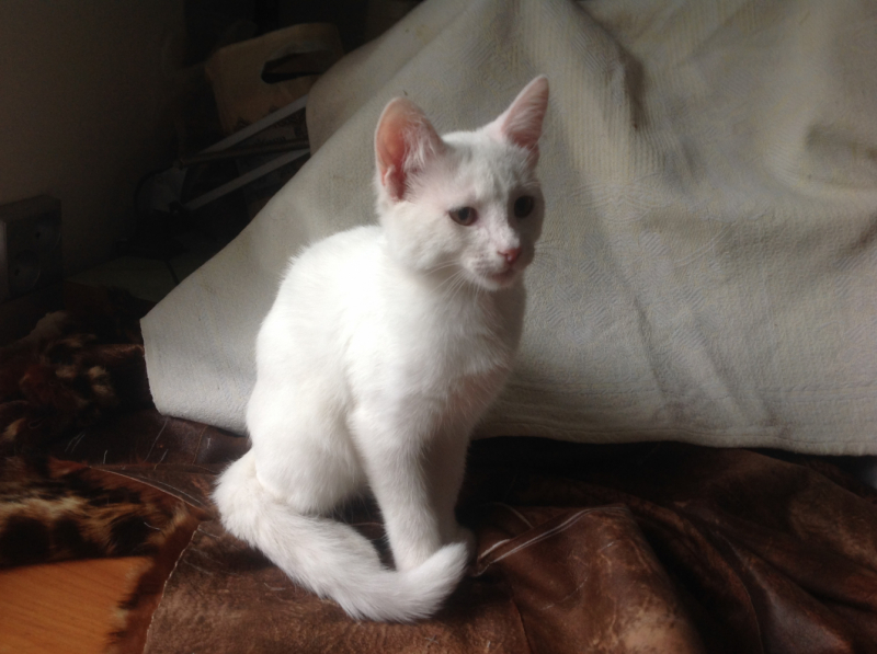 Кошки в нашей жизни. Кошки и все, что с ними связано.