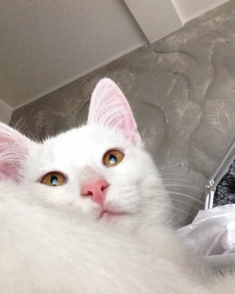 Кошки в нашей жизни. Кошки и все, что с ними связано.