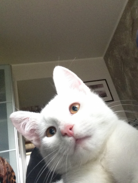 Кошки в нашей жизни. Кошки и все, что с ними связано.