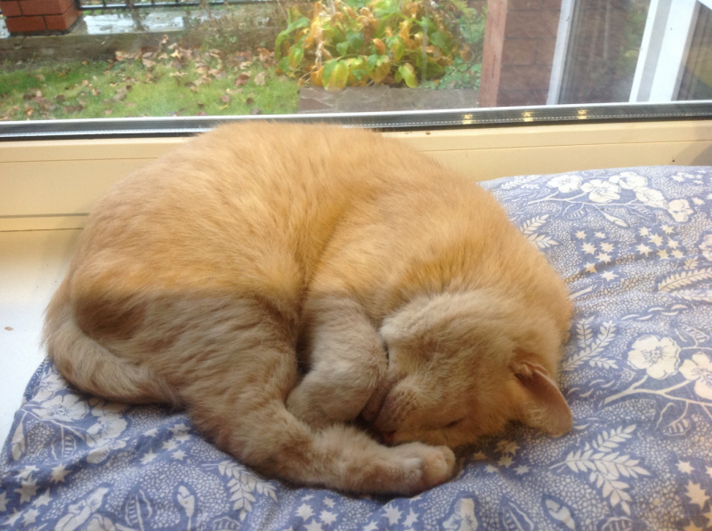 Кошки в нашей жизни. Кошки и все, что с ними связано.