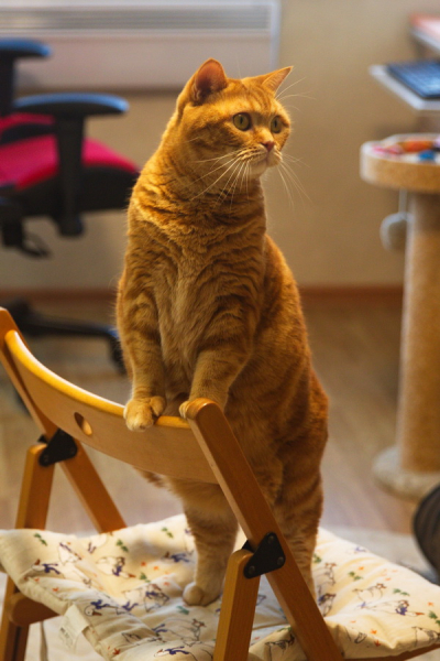 Кошки в нашей жизни. Кошки и все, что с ними связано.