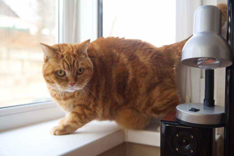 Кошки в нашей жизни. Кошки и все, что с ними связано.