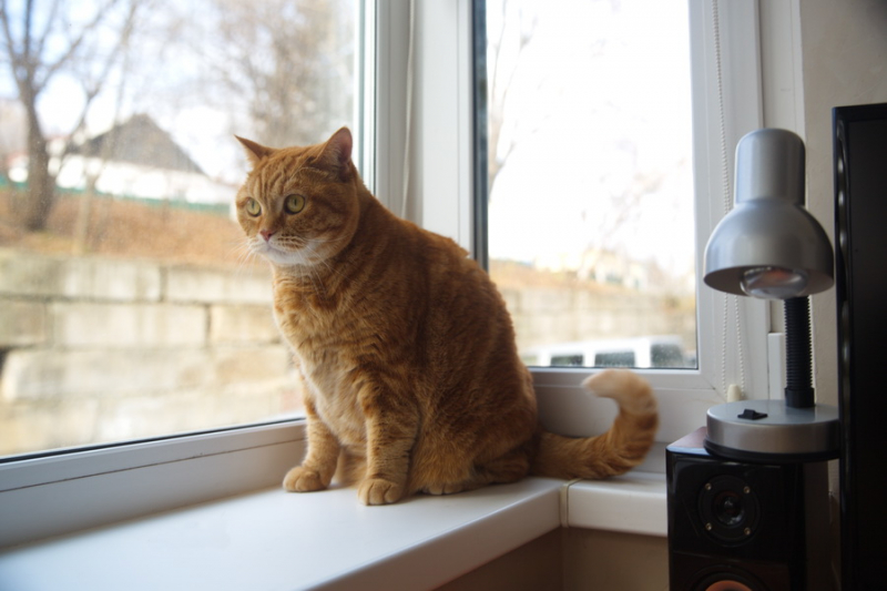 Кошки в нашей жизни. Кошки и все, что с ними связано.