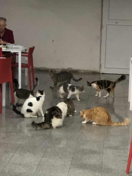 "Выйти замуж за...." В Европу с ребенком и двумя котами.