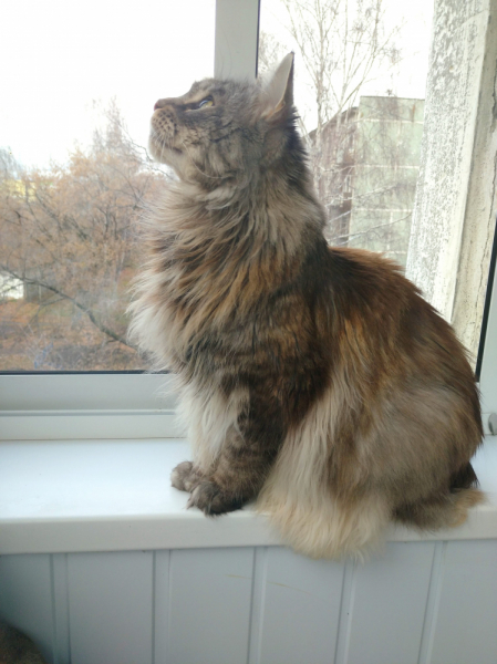 Кошки в нашей жизни. Кошки и все, что с ними связано.