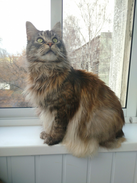 Кошки в нашей жизни. Кошки и все, что с ними связано.