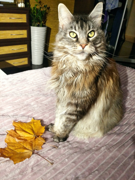 Кошки в нашей жизни. Кошки и все, что с ними связано.