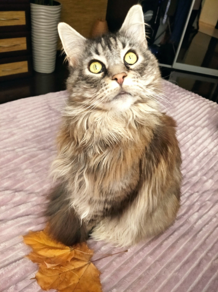 Кошки в нашей жизни. Кошки и все, что с ними связано.