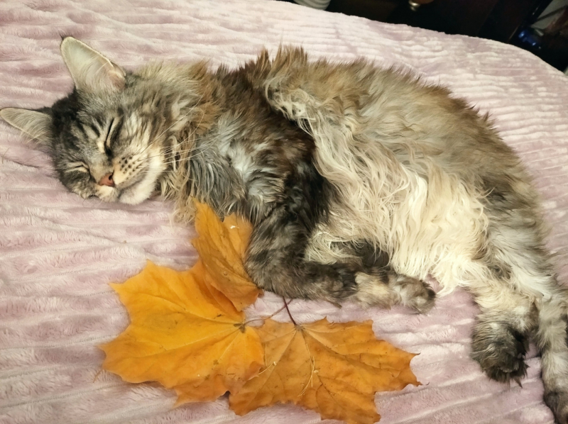 Кошки в нашей жизни. Кошки и все, что с ними связано.