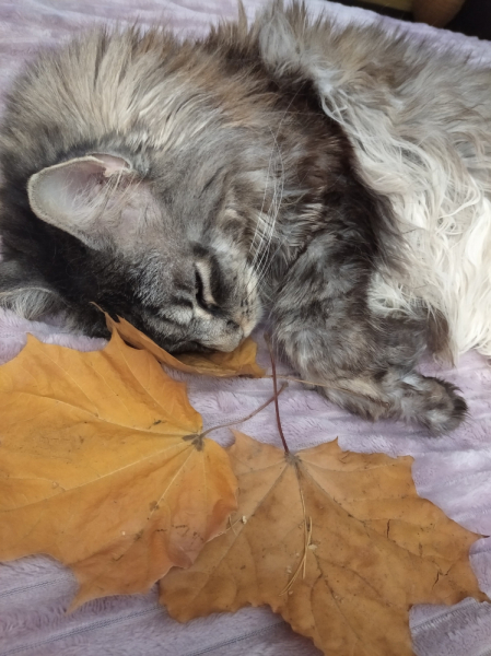 Кошки в нашей жизни. Кошки и все, что с ними связано.