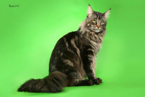 Кошки в нашей жизни. Кошки и все, что с ними связано.