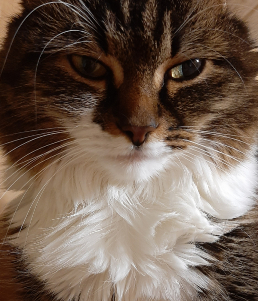 Кошки в нашей жизни. Кошки и все, что с ними связано.