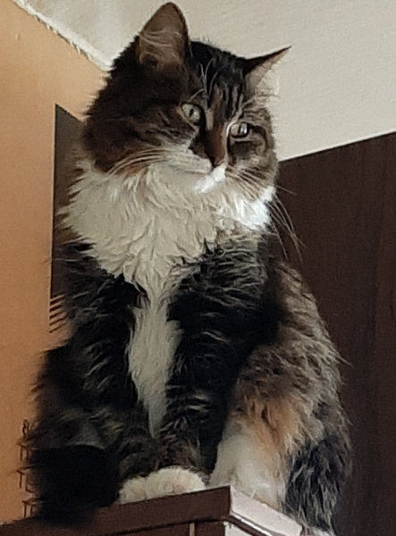 Кошки в нашей жизни. Кошки и все, что с ними связано.