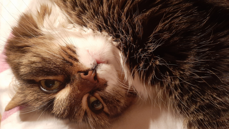 Кошки в нашей жизни. Кошки и все, что с ними связано.