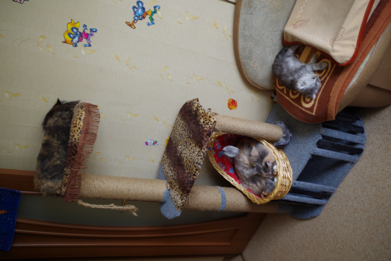 Кошки в нашей жизни. Кошки и все, что с ними связано.