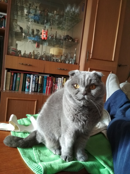 Кошки в нашей жизни. Кошки и все, что с ними связано.