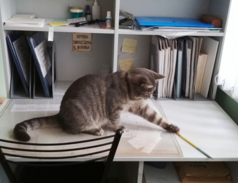 Кошки в нашей жизни. Кошки и все, что с ними связано.