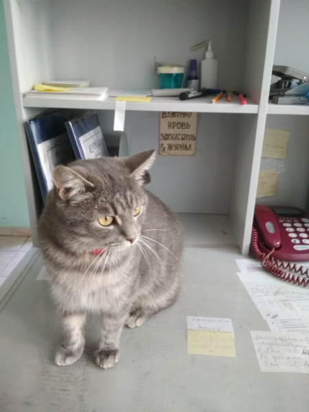 Кошки в нашей жизни. Кошки и все, что с ними связано.