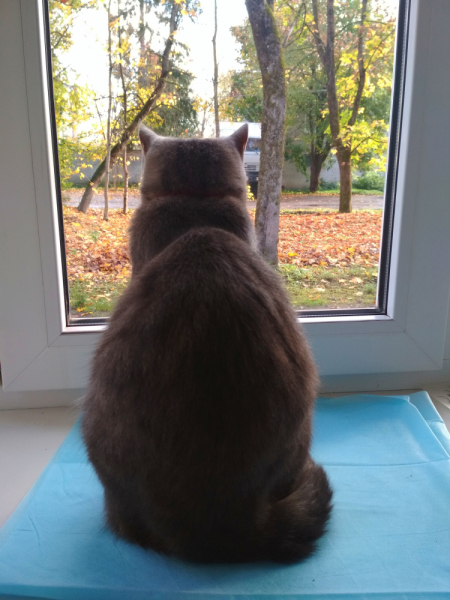 Кошки в нашей жизни. Кошки и все, что с ними связано.