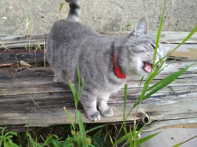 Кошки в нашей жизни. Кошки и все, что с ними связано.