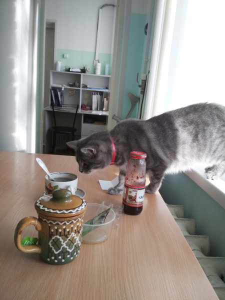 Кошки в нашей жизни. Кошки и все, что с ними связано.