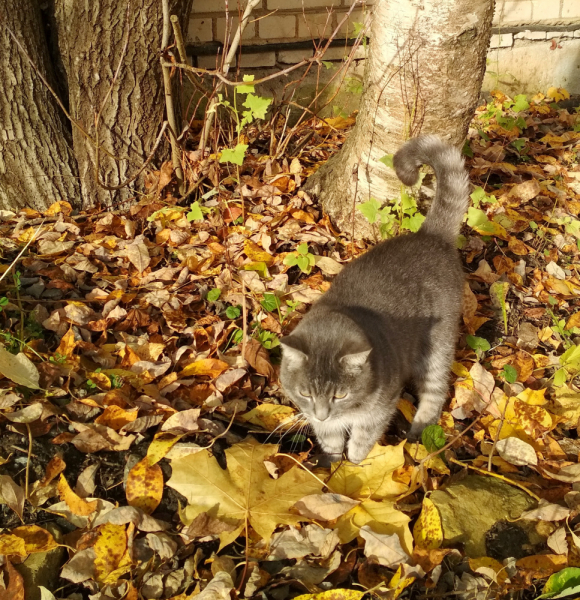 Кошки в нашей жизни. Кошки и все, что с ними связано.