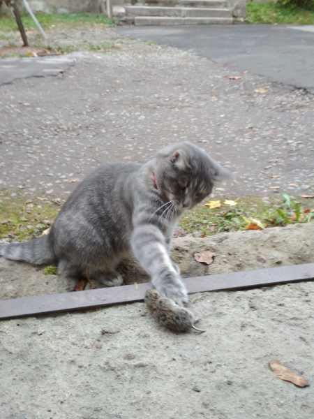 Кошки в нашей жизни. Кошки и все, что с ними связано.