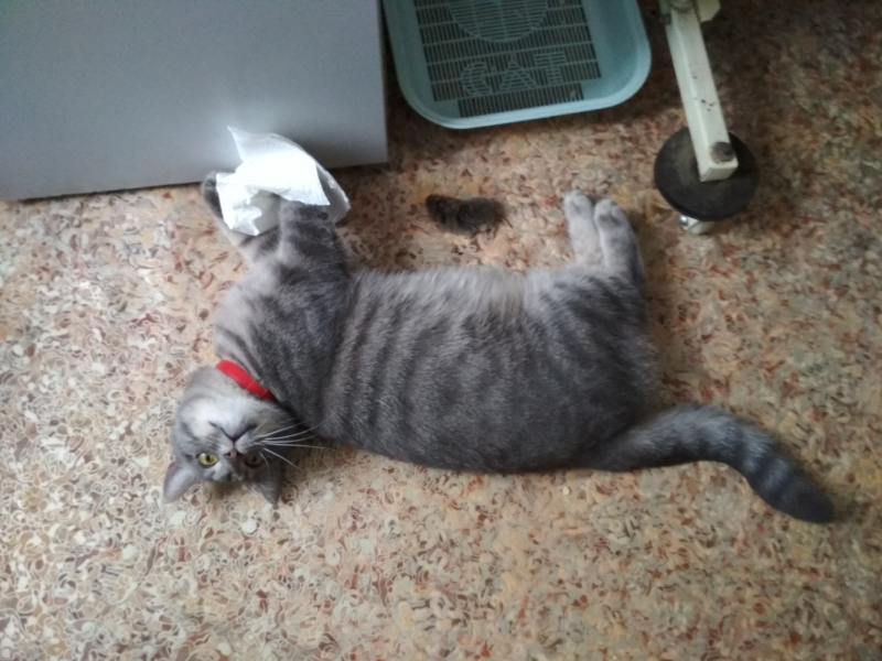 Кошки в нашей жизни. Кошки и все, что с ними связано.