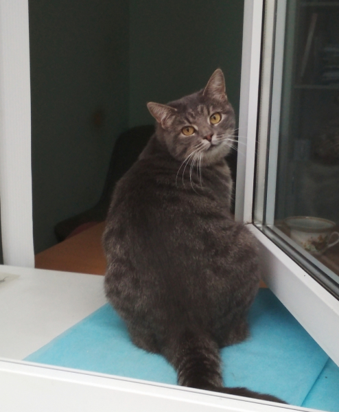 Кошки в нашей жизни. Кошки и все, что с ними связано.